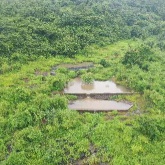 Greening Tetawali Pic