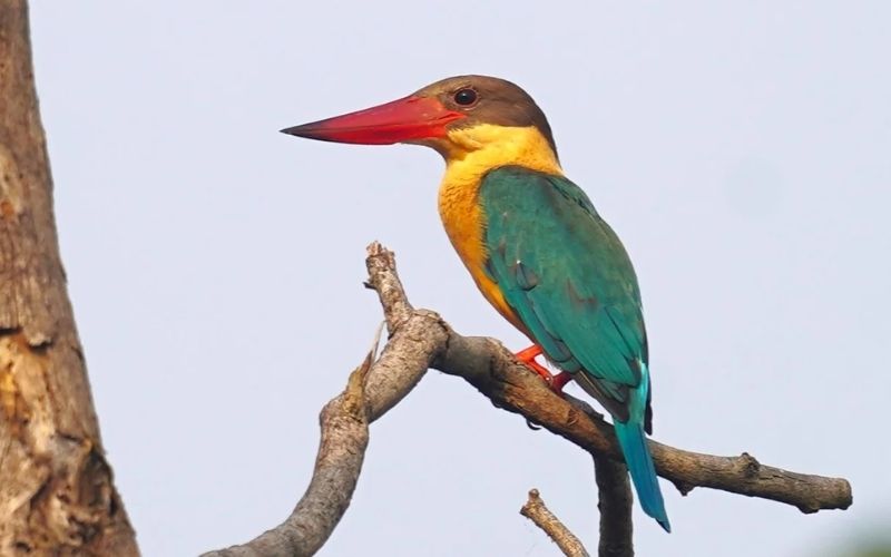 Stork-billed Kingfisher