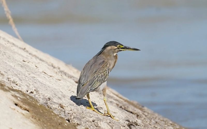 Striated Heron
